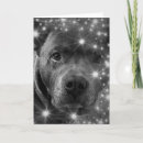 Search for pitbull lover cards Pet