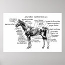 Search for horse anatomy posters Skeleton