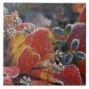 Search for fall winter tiles Nature