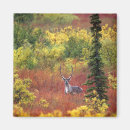 Search for carib magnets Rangifer tarandus