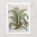 Search for alo postcards Plants
