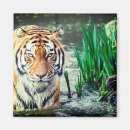 Search for tigers in magnets Felines