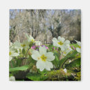 Search for perennials magnets Plant