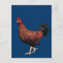 Search for cock postcards Bird