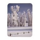 Search for fencing magnets Winter