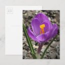 Search for crocus postcards Botanical