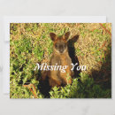 Search for wallabies cards Kangaroo