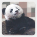 Search for giant panda stickers Black and white