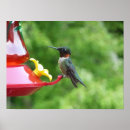 Search for ruby throated hummingbird posters Photography