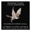Search for talons posters Hawk
