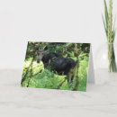 Search for moose photo cards Wildlife