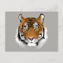 Search for wildcat postcards Tiger