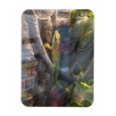 Search for gecko magnets Reptile