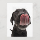Search for lick postcards Dog