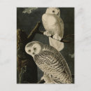 Search for john audubon postcards Illustration