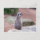 Search for mongoose postcards Africa