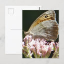 Search for butterfly image cards Nature photography