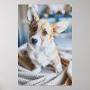 Search for tilt posters Puppy