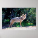 Search for danita delimont posters Carnivore