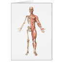 Search for ulna Humerus