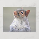 Search for gray squirrel postcards Animal