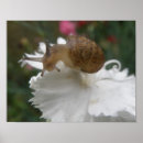 Search for snail posters Garden