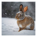 Search for arctic hare Cute