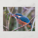 Search for kingfish photography Nature