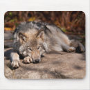 Search for wolf mouse photography Wolves