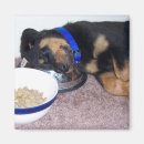 Search for rottweilers magnets Puppy