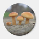 Search for toadstool magnets Fungus