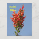 Search for ocotillo Cactus