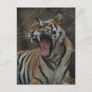 Search for cubs postcards Outdoors
