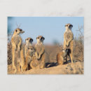 Search for suricates postcards Africa