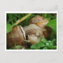 Search for love snails postcards Slug