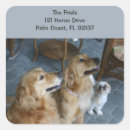 Search for retriever stickers Golden retriever puppy