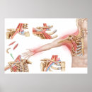 Search for medical posters Tendon