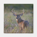 Search for odocoileus magnets Wildlife