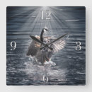 Search for goose clocks Wildlife