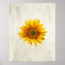 Search for sunflower art Watercolor