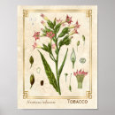 Search for medicinal herbs posters Botanical