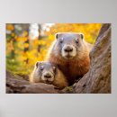Search for marmot art Animal