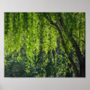 Search for weeping willow tree posters Trees