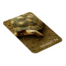 Search for tortoise magnets Reptile