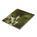 Search for hummingbird tiles Ruby throated hummingbird