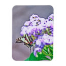 Search for hide magnets Zebra