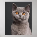 Search for british shorthair cat art Cats