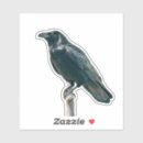 Search for white raven stickers Wildlife