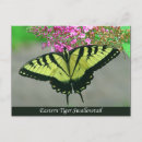 Search for swallowtail postcards Nature