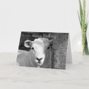 Search for black lamb cards Sheep